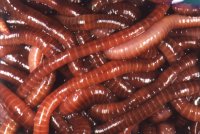 worms.jpg (11035 bytes)