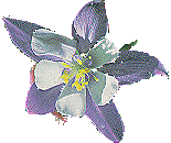 orchid1.gif (11211 bytes)