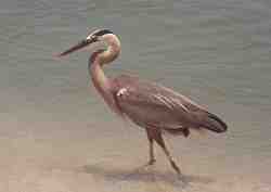 Wading Blue Heron