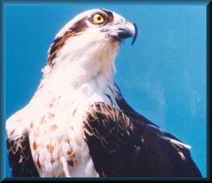 Pine Island is home to thousands of ospreys.