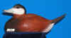 Ruddy Duck Drake - 1981