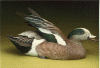 1987 American Widgeon