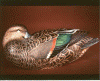 Greenwing Teal Drake - 1988