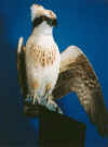 Her Majesty - Osprey Close-up - 1998