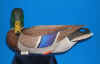 Mallard Drake - 2000