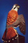 Red Shouldered Hawk - 2001