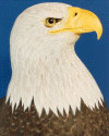 FGCU Eagle Head